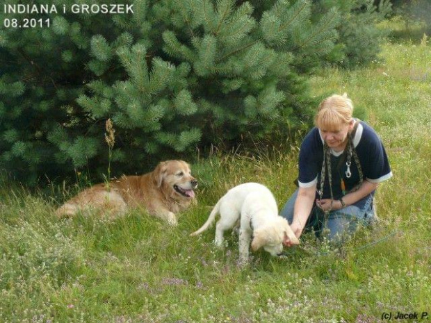 Sierpniowe łąki