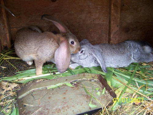 hodowla królików #królik #KrólikiHodowla