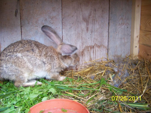 hodowla królików #królik #KrólikiHodowla