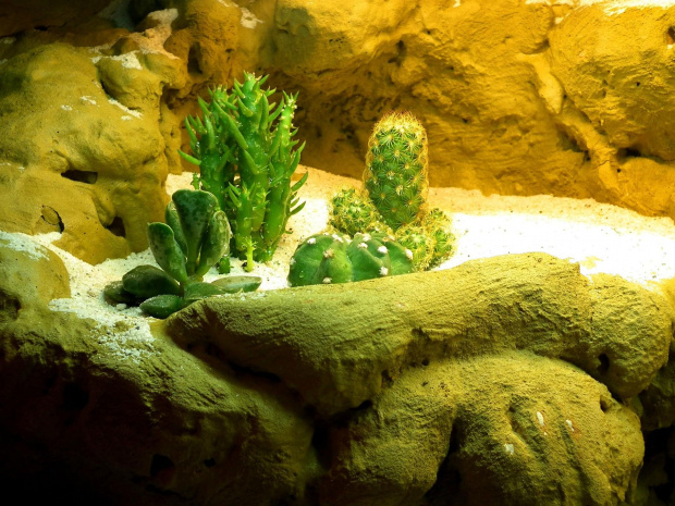 #ExoTerra #gecko #gekon #przebudowa #pustynne #ścianka #terrarium