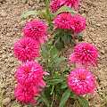 Echinacea 'Piccolino'