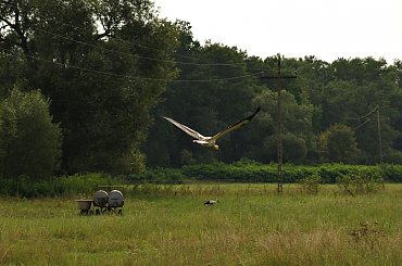 #bociany #ptaki #łąki