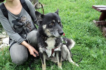 Wspaniały pies domu! #bezdomny #brak #czeka #dom #smutek