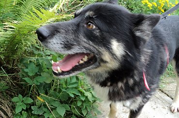 Wspaniały pies domu! #bezdomny #brak #czeka #dom #smutek