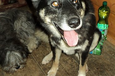 Wspaniały pies domu! #bezdomny #brak #czeka #dom #smutek