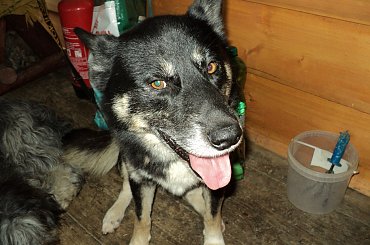 Wspaniały pies domu! #bezdomny #brak #czeka #dom #smutek