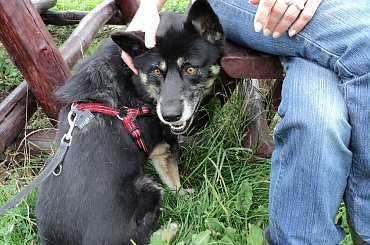 Wspaniały pies domu! #bezdomny #brak #czeka #dom #smutek