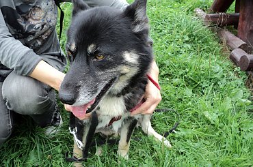 Wspaniały pies domu! #bezdomny #brak #czeka #dom #smutek