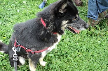 Wspaniały pies domu! #bezdomny #brak #czeka #dom #smutek