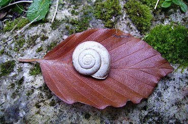 Danie czasu #FaunaIFlora #Jura #śmieszne #MartwaNatura