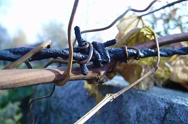 symbioza #FaunaIFlora #Jura #śmieszne #MartwaNatura