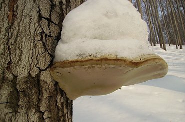 podano lody #FaunaIFlora #Jura #śmieszne #MartwaNatura