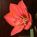 odmiana 'Lady Hercules' - 17 marca 2010 (własny hybryd 'Lady Jane' x 'Hercules') #amarylis #LadyHercules #Hippeastrum #hydroponika