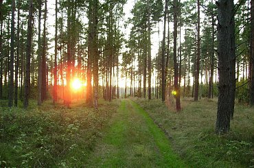 w lesie #FaunaIFlora #Jura #śmieszne #MartwaNatura