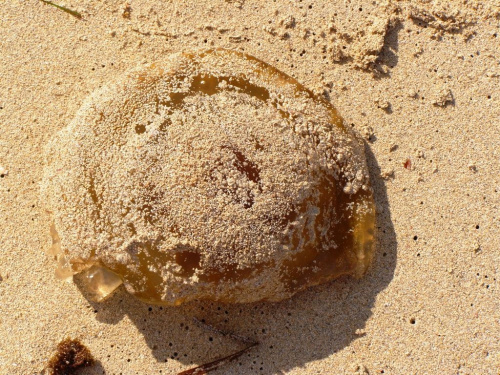Surman - meduza