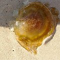 Surman - meduza