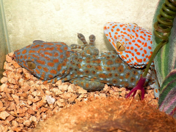 #GeckoGekko #GekonToke #TokayGecko