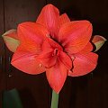 odmiana 'Lady Hercules' - 18 marca 2010 (własny hybryd 'Lady Jane' x 'Hercules') #amarylis #LadyHercules #Hippeastrum #hydroponika