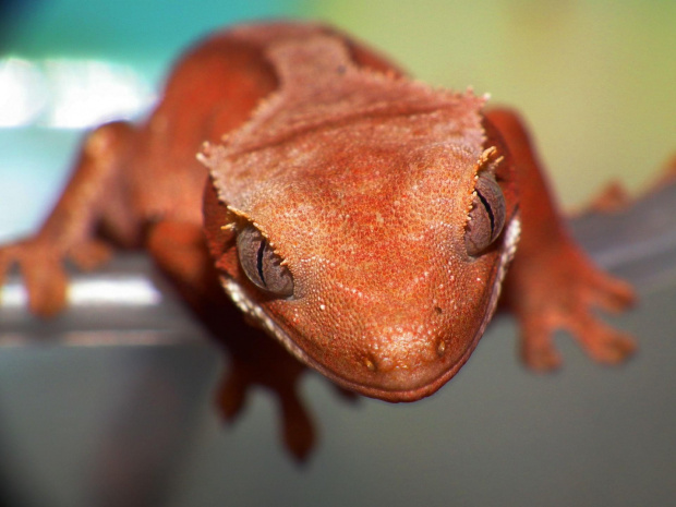 #CrestedGecko #GekonOrzęsiony #macro #makro #RhacodactylusCiliatus