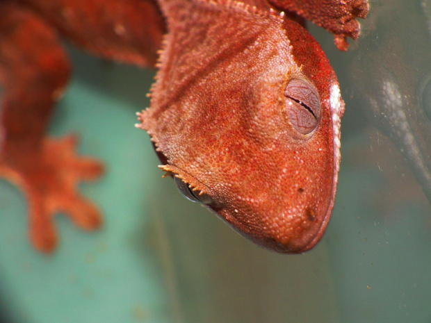 #CrestedGecko #GekonOrzęsiony #macro #makro #RhacodactylusCiliatus