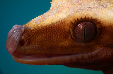 #CrestedGecko #GekonOrzęsiony #macro #makro #RhacodactylusCiliatus