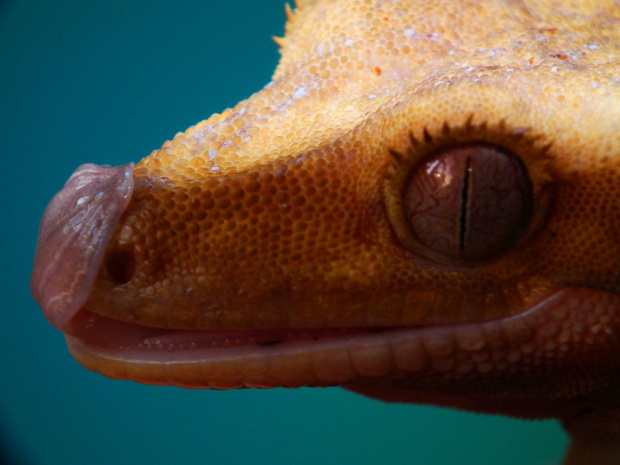 #CrestedGecko #GekonOrzęsiony #macro #makro #RhacodactylusCiliatus