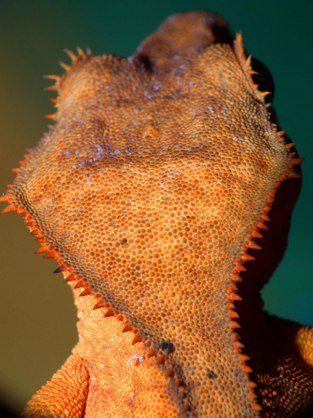 #CrestedGecko #GekonOrzęsiony #macro #makro #RhacodactylusCiliatus