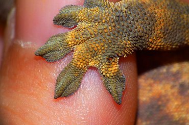 #CrestedGecko #GekonOrzęsiony #macro #makro #RhacodactylusCiliatus