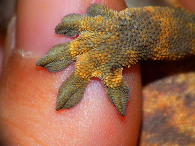 #CrestedGecko #GekonOrzęsiony #macro #makro #RhacodactylusCiliatus