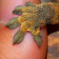 #CrestedGecko #GekonOrzęsiony #macro #makro #RhacodactylusCiliatus