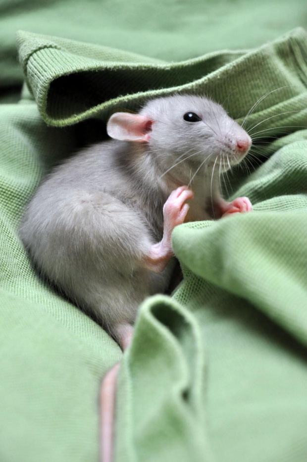 #szczur #szczurek #szczurzyca