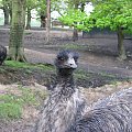 Emu (Dromaiidae) #przyroda #zwierzęta #park #natura #safari