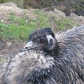 Emu (Dromaiidae) #przyroda #zwierzęta #park #natura #safari