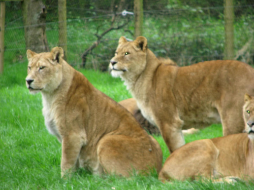 Lwy #przyroda #zwierzęta #park #natura #safari