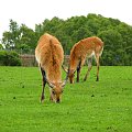 Antylopa - Kob liczi (Kobus leche) #przyroda #zwierzęta #park #natura #safari