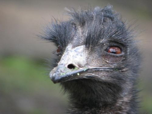 Emu (Dromaiidae) rodzina ptaków z rzędu kazuarowych #przyroda #zwierzęta #park #natura #safari