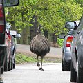 Emu (Dromaiidae) rodzina ptaków z rzędu kazuarowych #przyroda #zwierzęta #park #natura #safari