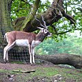 Garna (Antilope cervicapra) #przyroda #zwierzęta #park #natura #safari