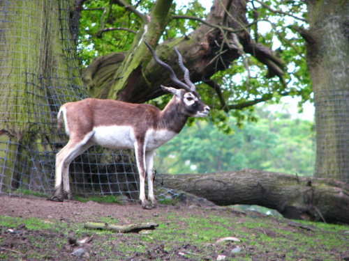 Garna (Antilope cervicapra) #przyroda #zwierzęta #park #natura #safari