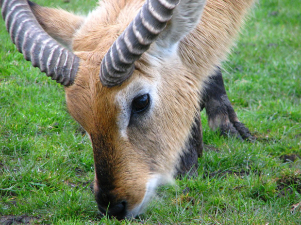 Antylopa - Kob liczi (Kobus leche) #przyroda #zwierzęta #park #natura #safari