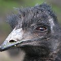 Emu (Dromaiidae) rodzina ptaków z rzędu kazuarowych #przyroda #zwierzęta #park #natura #safari