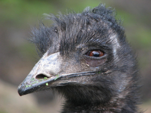 Emu (Dromaiidae) rodzina ptaków z rzędu kazuarowych #przyroda #zwierzęta #park #natura #safari