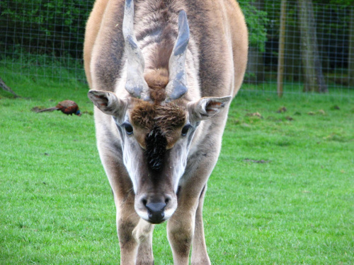 Eland (Taurotragus oryx) #przyroda #zwierzęta #park #natura #safari