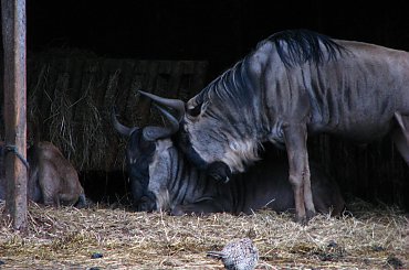 Gnu pręgowane, gnu pasiaste (Connochaetes taurinus) - jedna z najliczniejszych antylop afrykańskich #przyroda #zwierzęta #park #natura #safari
