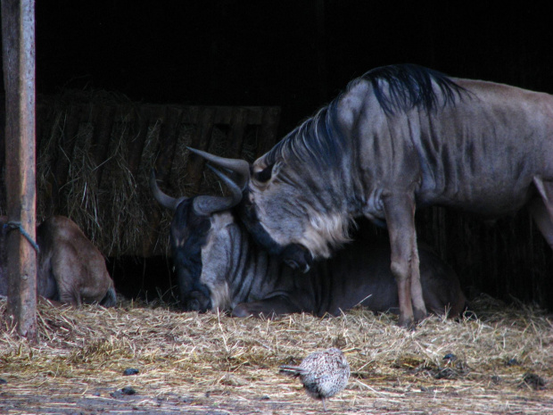 Gnu pręgowane, gnu pasiaste (Connochaetes taurinus) - jedna z najliczniejszych antylop afrykańskich #przyroda #zwierzęta #park #natura #safari