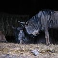 Gnu pręgowane, gnu pasiaste (Connochaetes taurinus) - jedna z najliczniejszych antylop afrykańskich #przyroda #zwierzęta #park #natura #safari