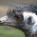 Emu (Dromaiidae) rodzina ptaków z rzędu kazuarowych #przyroda #zwierzęta #park #natura #safari