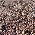 Mrówki rudnice
