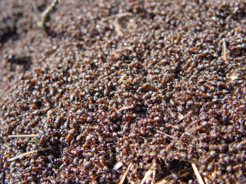 Mrówki rudnice