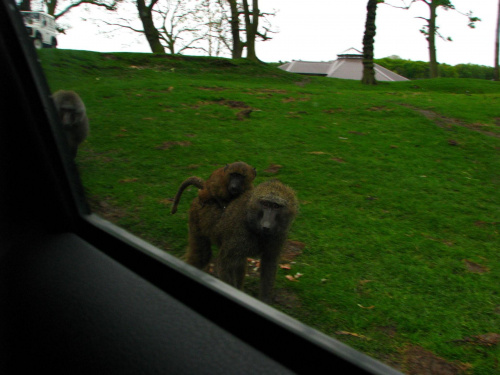 Pawian #przyroda #zwierzęta #park #natura #safari